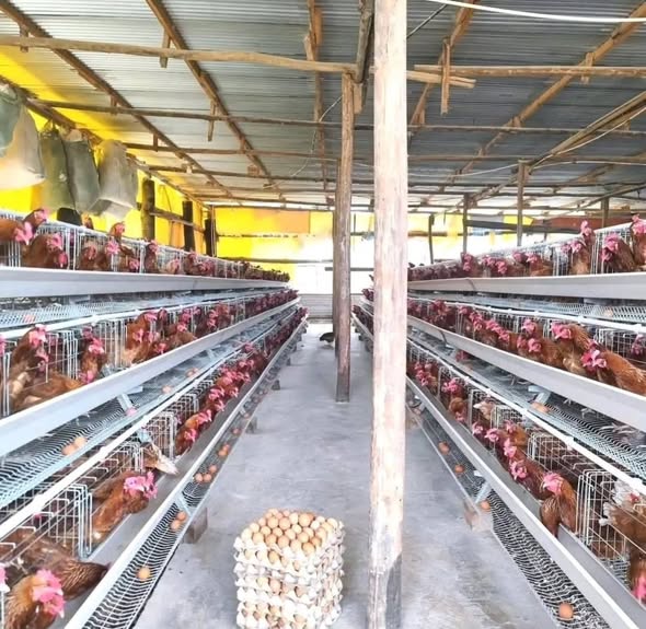 Karibu Ujipatie Cages za Kuku wa Mayai (Layers)