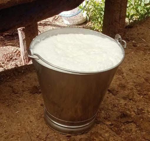 WASAMBAZI BORA WA NG’OMBE BORA WA MAZIWA KUTOKA SILVERLAND IFAKARA CATHOLIC FARM