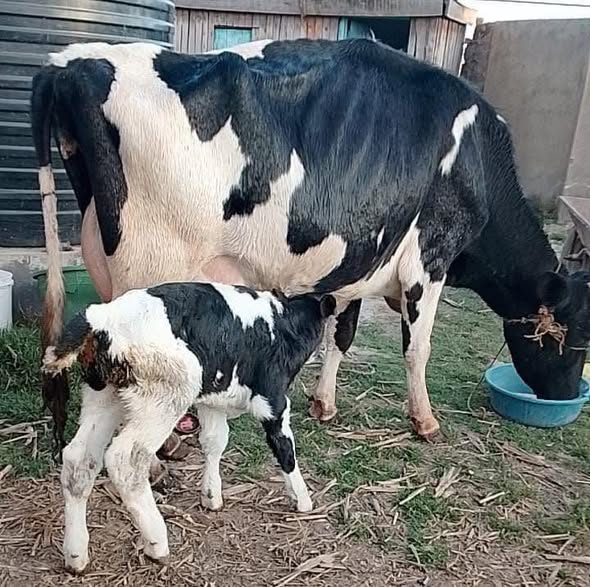 WASAMBAZI BORA WA NG’OMBE BORA WA MAZIWA KUTOKA SILVERLAND IFAKARA CATHOLIC FARM