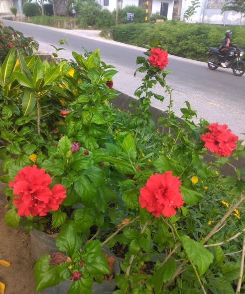 Red Hibiscus Flowers