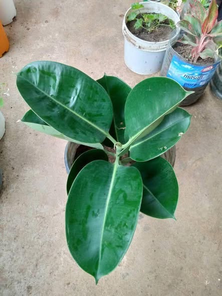 Nauza Maua Beauty Beauty!!