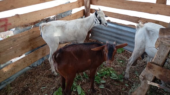 Mbuzi wa Nyama na Wakufugwa