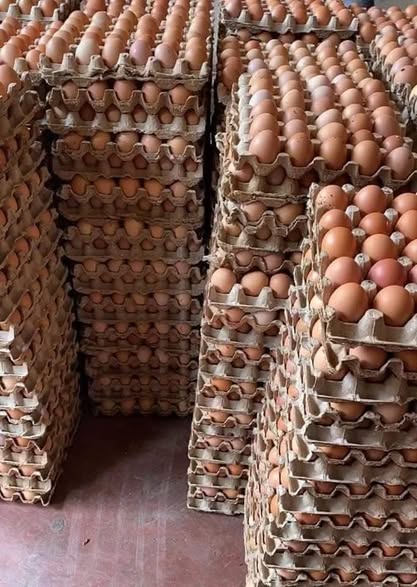 Agiza Mayai Sasa Kutoka KILOMBERO KUKU FARM