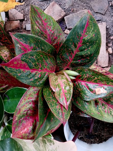 Maua ya Kuvutia Sana