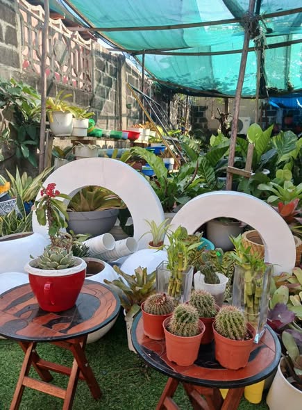 Maua ya Kuvutia Sana