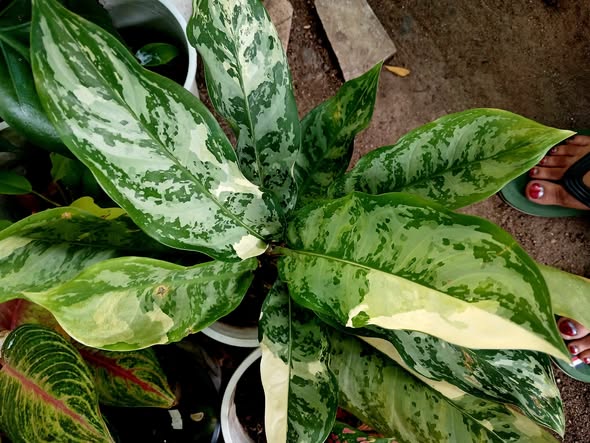 Maua ya Kuvutia Sana