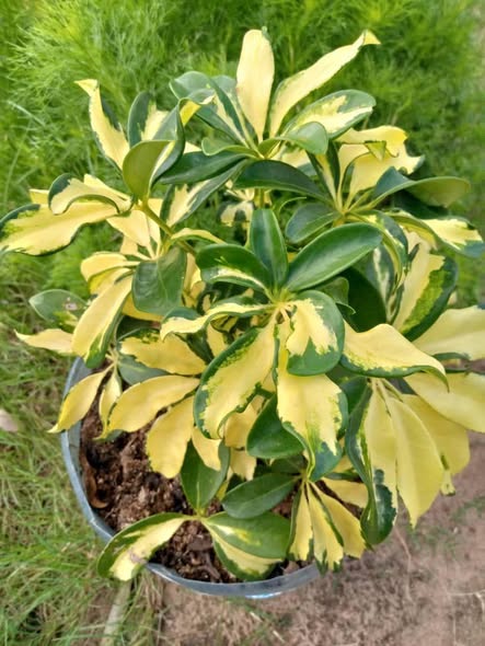 Nauza Maua Beauty Beauty!!