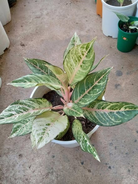 Nauza Maua Beauty Beauty!!