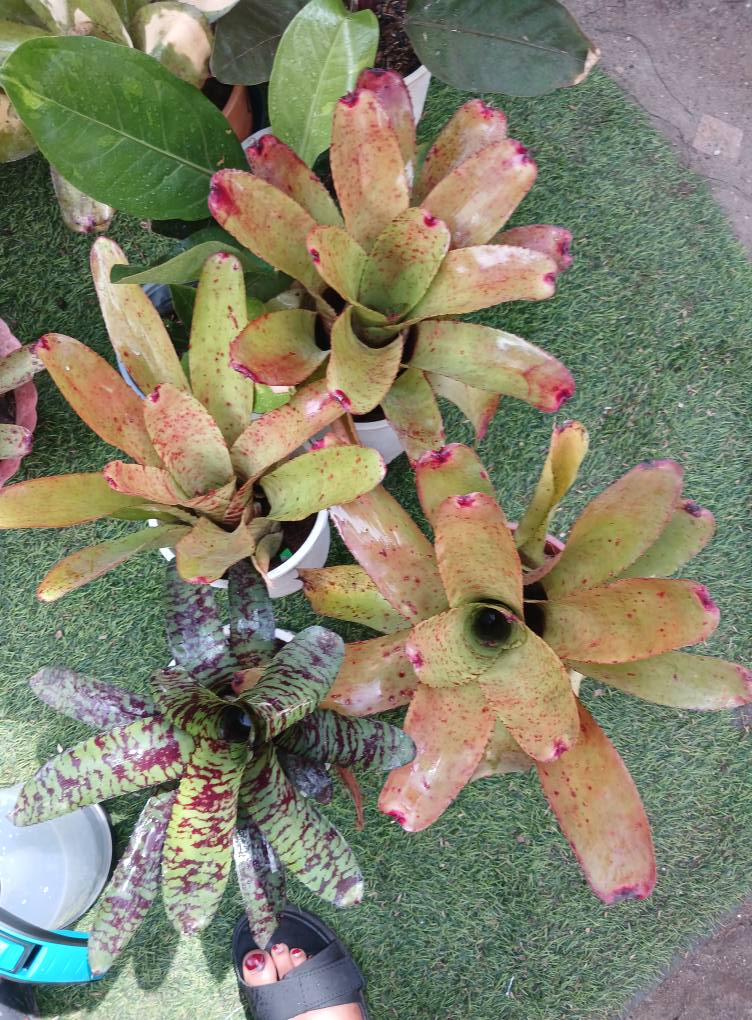 Maua ya Kuvutia Sana