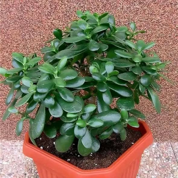 Nauza Maua Beauty Beauty!!