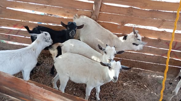 Mbuzi wa Nyama na Wakufugwa