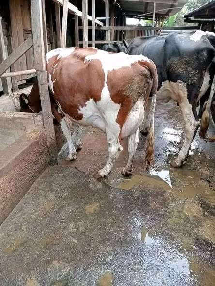 WAUZAJI WA NGOMBE WA MAZIWA. WANA MAZIWA MENGI. WANATOA LTR 35 ADI 45 KWA SIKU