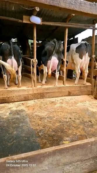 WAUZAJI WA NGOMBE WA MAZIWA. WANA MAZIWA MENGI. WANATOA LTR 35 ADI 45 KWA SIKU