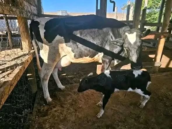 WAUZAJI WA NGOMBE WA MAZIWA. WANA MAZIWA MENGI. WANATOA LTR 35 ADI 45 KWA SIKU