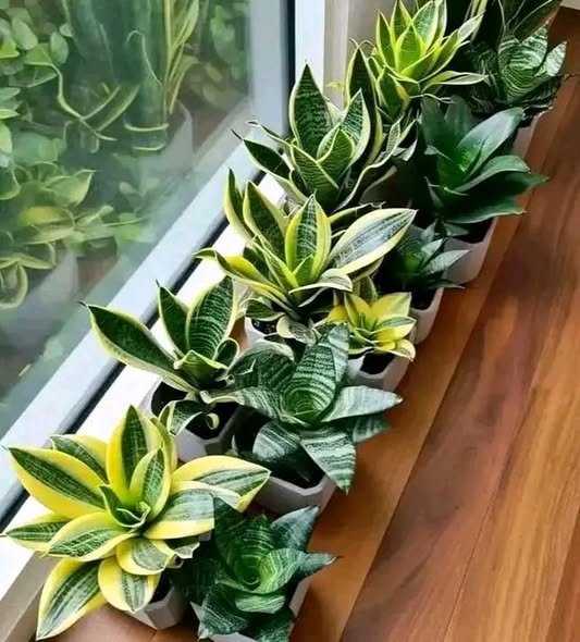 Snake Plant, Ulimi wa Mama Mkwe. Karibu G Garden