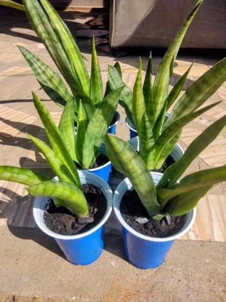 Snake Plant, Ulimi wa Mama Mkwe. Karibu G Garden