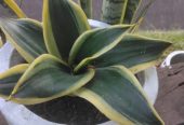 Snake Plant, Ulimi wa Mama Mkwe. Karibu G Garden
