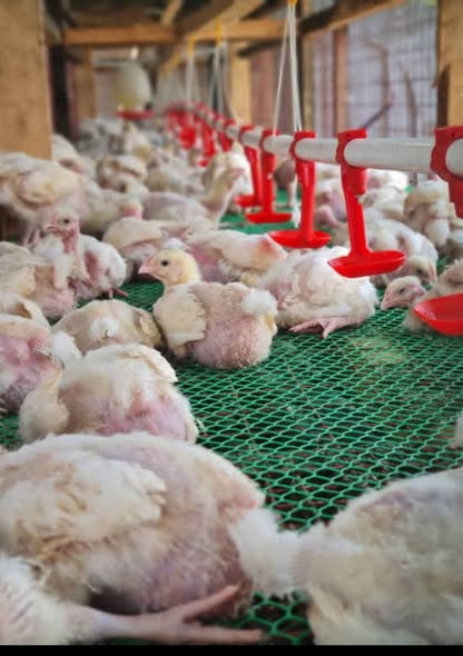 🔥🔥Nyavu za Mabanda ya Kuku Zipo