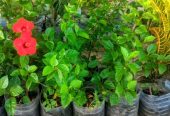 Red Hibiscus Flowers