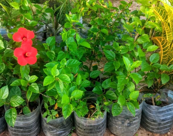 Red Hibiscus Flowers