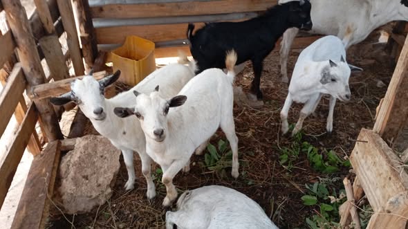 Mbuzi wa Nyama na Wakufugwa