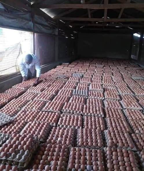 Agiza Mayai Sasa Kutoka KILOMBERO KUKU FARM