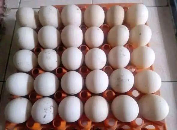 Mayai ya Kanga Tayar kwa Kutotolesha