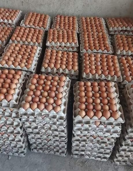 Agiza Mayai Sasa Kutoka KILOMBERO KUKU FARM