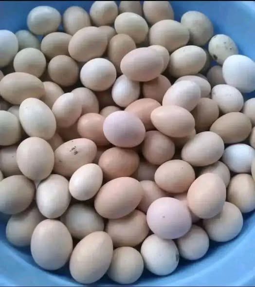 Mayai ya Kanga Tayar kwa Kutotolesha