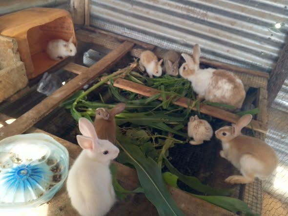 Sungura Wazuri Sana. Karibuni Sana