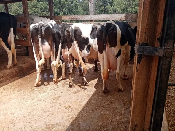 MBALIZI FARMING PROJECT. UZALISHAJI, USAMBAZAJI NA UUZAJI WA NG’OMBE BORA WA MAZIWA
