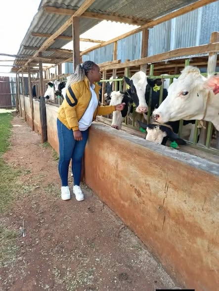 MBALIZI FARMING PROJECT. UZALISHAJI, USAMBAZAJI NA UUZAJI WA NG’OMBE BORA WA MAZIWA