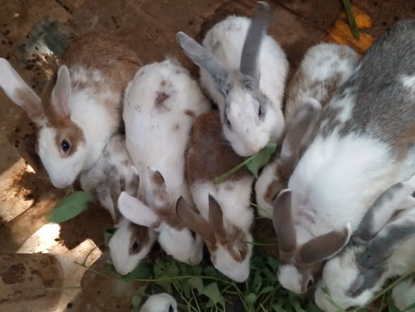 Sungura Wazuri Sana. Karibuni Sana