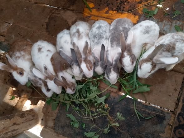 Sungura Wazuri Sana. Karibuni Sana