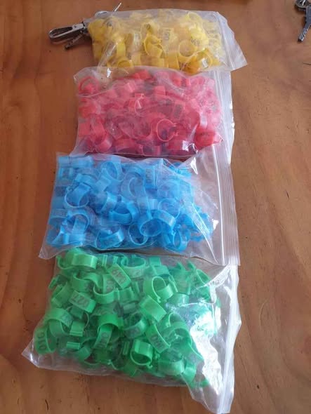 Bangili za Namba na Rangi Tofauti kwa Ajili ya Kuku na Njiwa