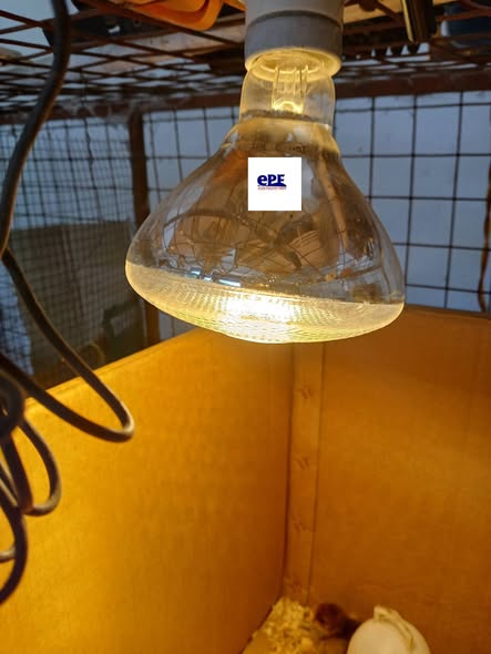 Taa za Joto Zipo. Karibuni Wafugaji