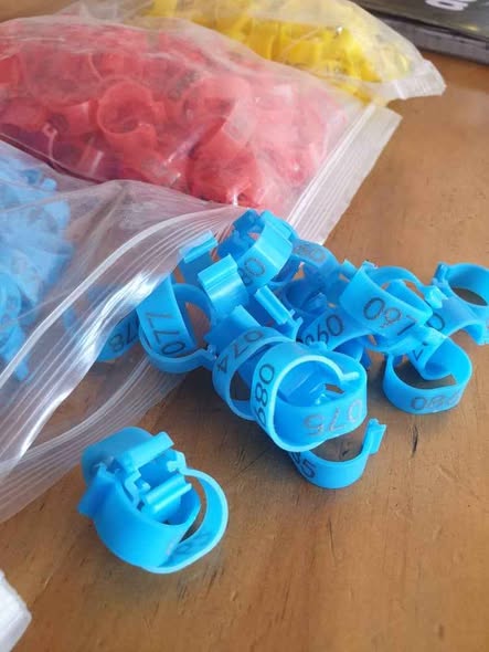 Bangili za Namba na Rangi Tofauti kwa Ajili ya Kuku na Njiwa