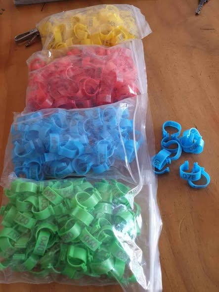 Bangili za Namba na Rangi Tofauti kwa Ajili ya Kuku na Njiwa