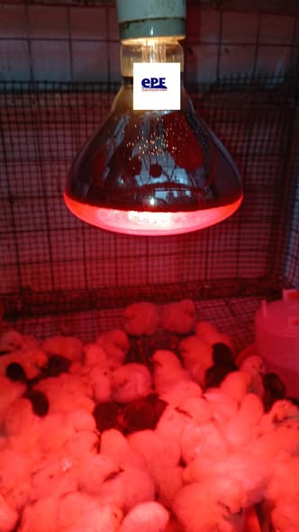 Taa za Joto Zipo. Karibuni Wafugaji